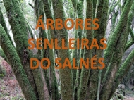 Árbores senlleiras do Salnés